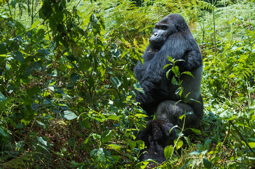 Kahuzi Biega national park