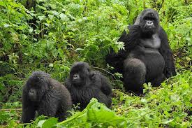 gorilla habituation