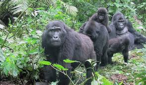 gorilla habituation